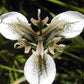 moraea unguiculata