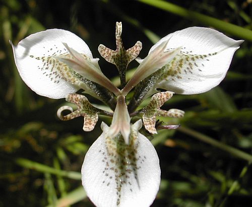 moraea unguiculata