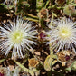 Mesembryanthemum guerichianum Ice Plant