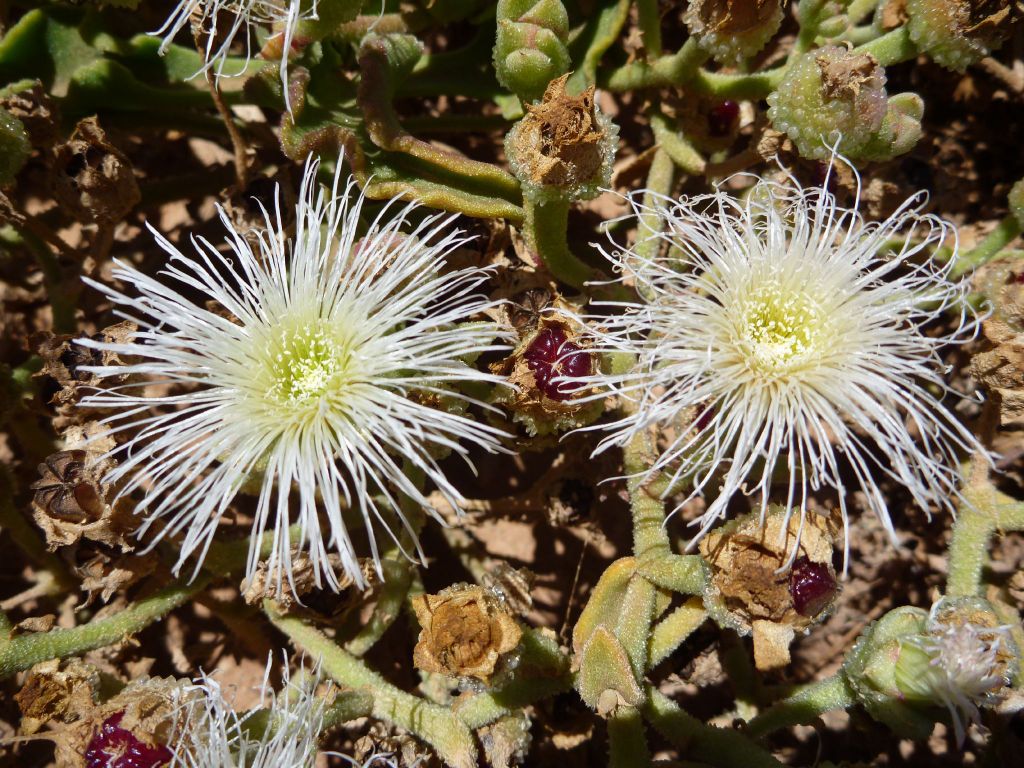 Mesembryanthemum guerichianum Ice Plant