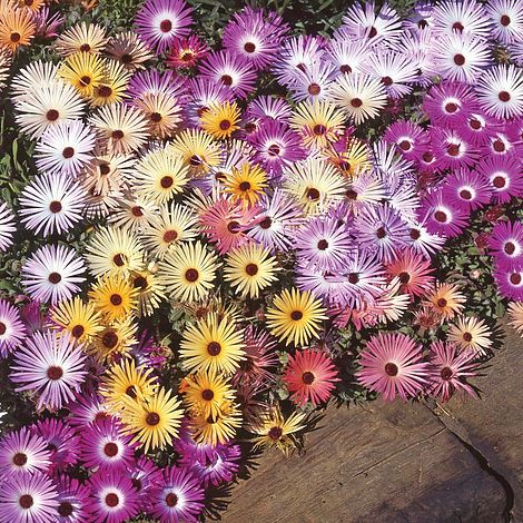 Mesembryanthemum Magic Carpet