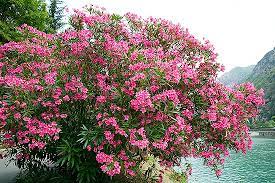 Nerium Oleander