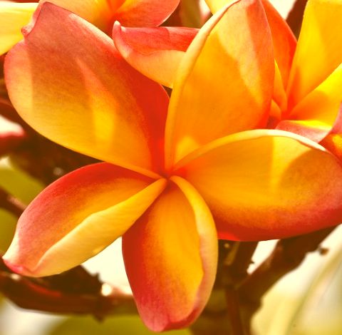 Plumeria Apricot Beauty