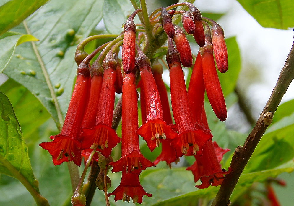 Lochroma Fuchsoides