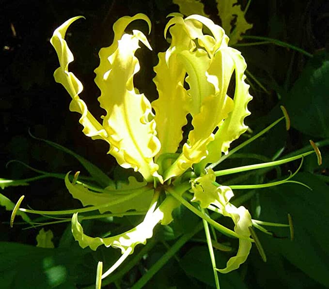 Gloriosa Superba Yellow