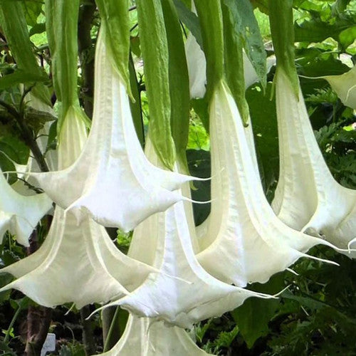 Brugmansia Sanguinea Alba