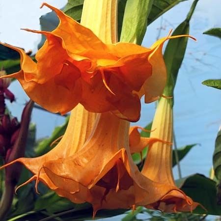 Brugmansia sanguinea Aurantia - Orange Angel Trumpet