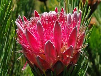 Protea Aristata