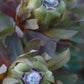 Protea Coronata