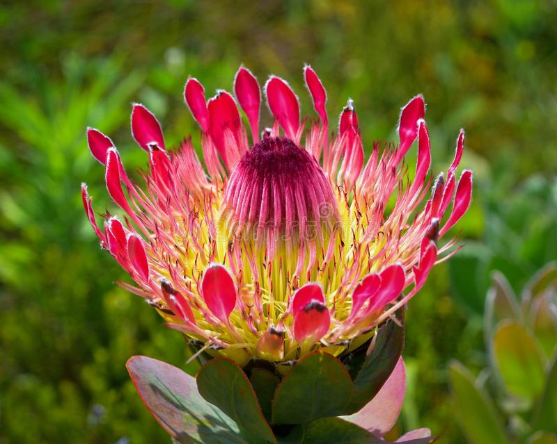 Protea eximia – The Exotic Seed Emporium