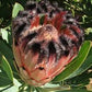 Protea Laurifolia