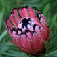 Protea Neriifolia