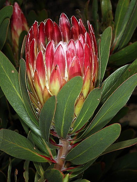Protea Obtusifolia