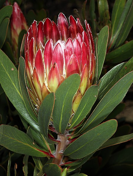 Protea obtusifolia