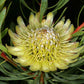 Protea scolymocephala