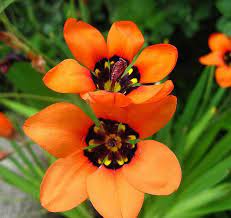 Sparaxis elegans