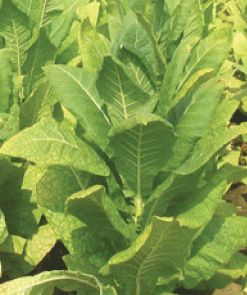 Tobacco Virginia Bright leaf