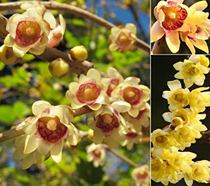 Chimonanthus Praecox