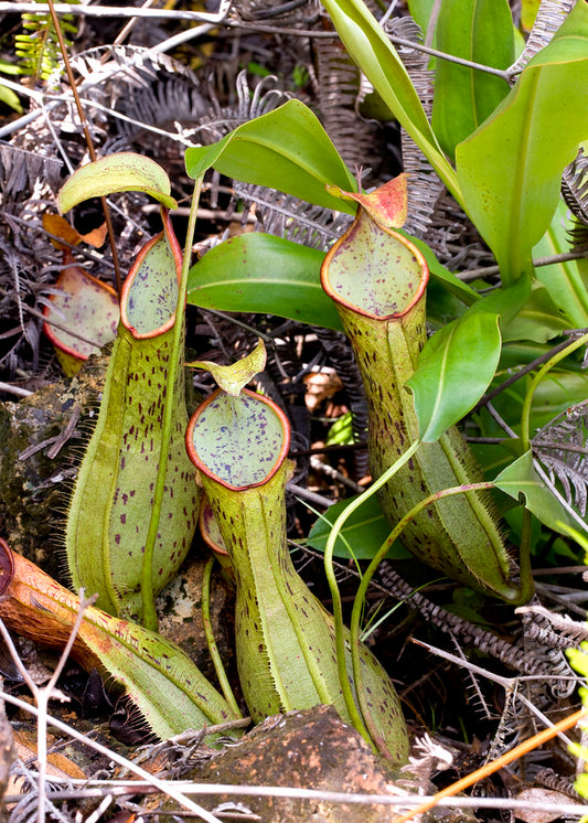 Nepenthes Mirabilis x Viking x Rafflesiana