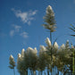Cortandrea selloana - pampus grass