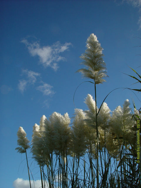 Cortandrea selloana - pampus grass