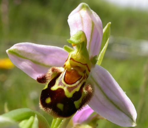 Ophrys apifera-Bee Orchid