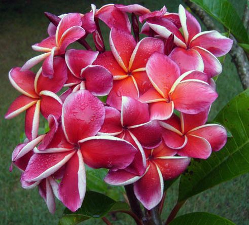 Plumeria rubra Elsie