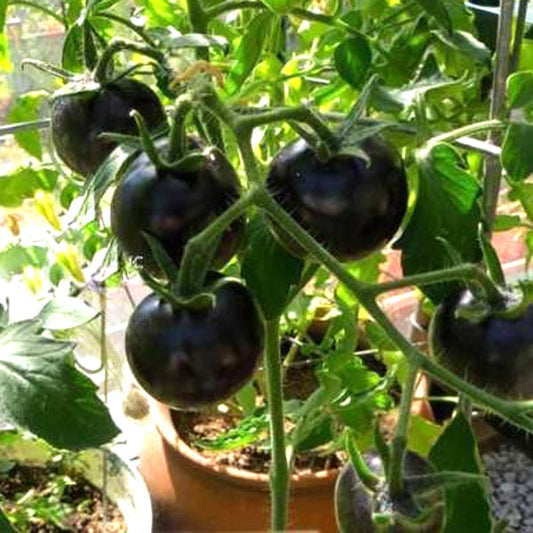 Tomato Black