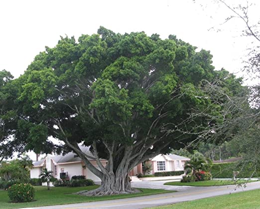 Ficus benghalensis