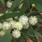 Acacia melanoxylon