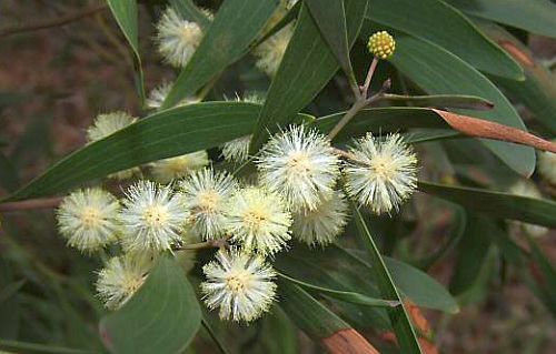 Acacia melanoxylon