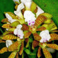 Acampe papillosa orchid