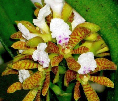Acampe papillosa orchid