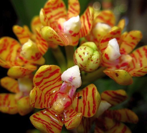 Acampe rigida orchid