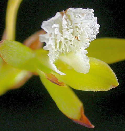 Acrolophia capensis orchid
