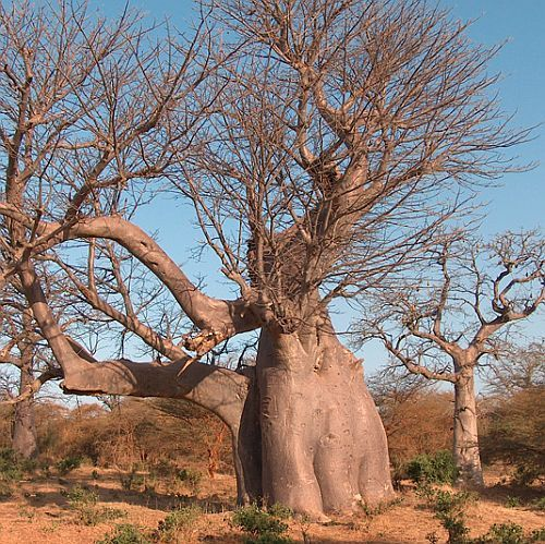 Adansonia digitata  African baobab