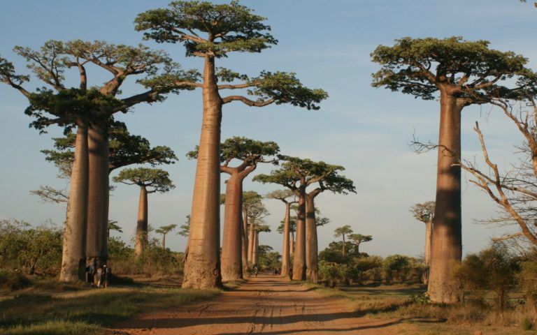 Adansonia grandidieri baobab