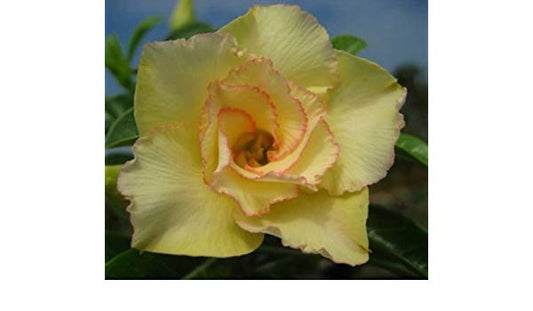 Adenium obesum Maithong