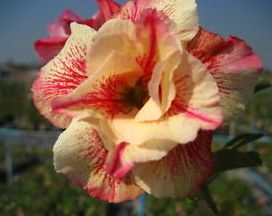 Adenium obesum Luang Lai