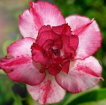 Adenium obesum Prity Girl