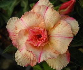 Adenium obesum Siam Vanila