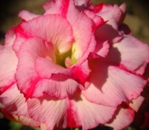 Adenium obesum Wanida