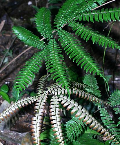 Adiantum tetraphyllum four-leaf virgin fern