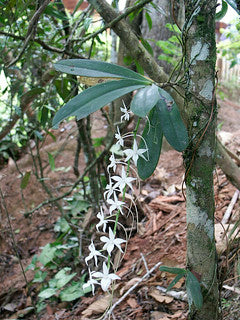 Aerangis spiculata