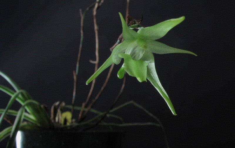 Aeranthes Longpipes Orchid