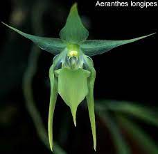 Aeranthes Longpipes Orchid