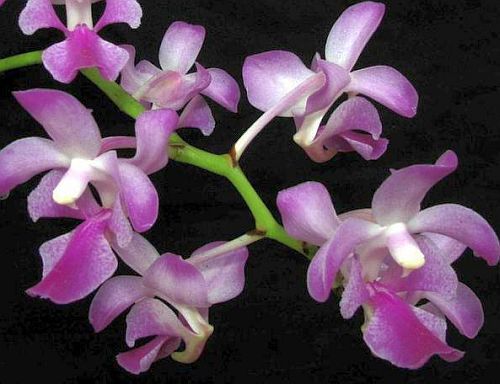 Aerides crassifolia orchid