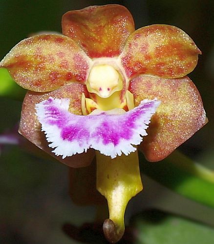 Aerides flabellata orchid