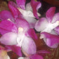 Aerides multiflora orchid