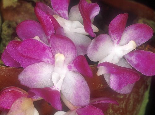 Aerides multiflora orchid